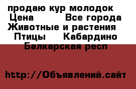продаю кур молодок. › Цена ­ 320 - Все города Животные и растения » Птицы   . Кабардино-Балкарская респ.